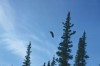 Thumbs/tn_116Weisskopfseeadler bei Carmacks.jpg